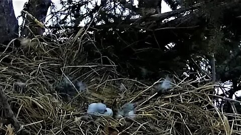Ellie and Owlet Close Up 🐥 04/08/23 20:41