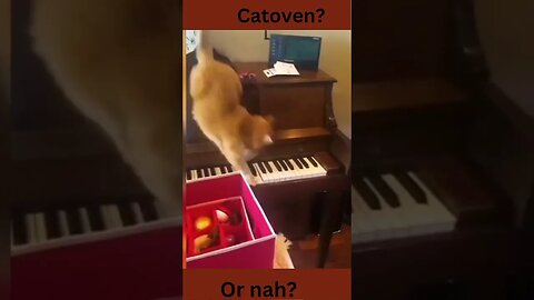 Cathoven? or nah? funny animal videos, funny cat videos #shorts