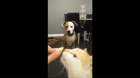 Dog has treat stolen by greedy cat