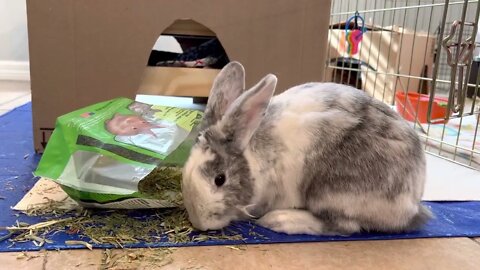 Rabbit Eating Oat Hay 🐇 Bunny ASMR