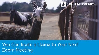 You Can Invite a Llama to Your Next Zoom Meeting