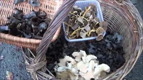 Hedgehog Fungus, Winter Chanterelle and Horn of Plenty