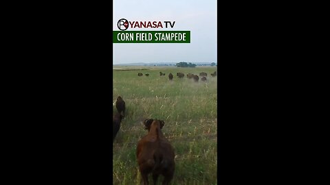 👁️👁️Bison herd stampedes Corn Field!