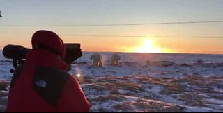 Face à face avec une famille d'ours polaires