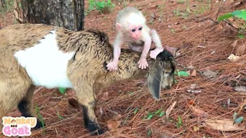 Funny baby monkey and goat