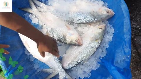 মাছের বাজারে বড় বড় ইলিশ মাছ | Large hilsa fish in the fish market