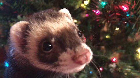 Introducing my ferrets to the Christmas tree