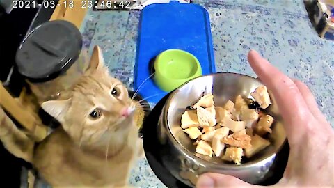 Kitties enjoy a chicken dinner🐓😺 チキンディナーを楽しむキティーたち
