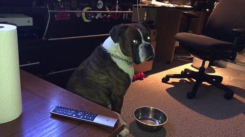 This Thirsty Boxer Is Sad When His Bowl Is Empty