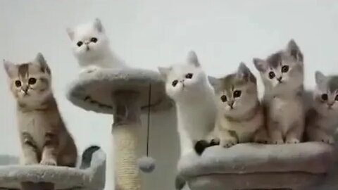 Cute cats playing compilation for laugh 😆 🐈😻