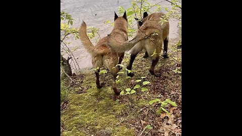 Belgian Malinois try so hard to bring log up the embankment!!🐕🐕