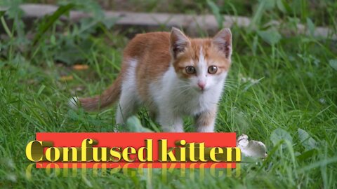 Confused kitten|cute and funny cats|try not to laugh|