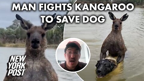 Martial artist punches 7-foot kangaroo that was drowning his dog