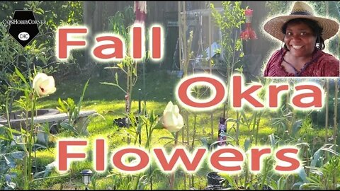 Fall Okra Flowers