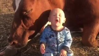 Vauva ystävystyy lehmän kanssa