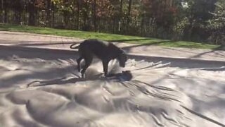 Des chiens jouent sur la bâche d'une piscine!