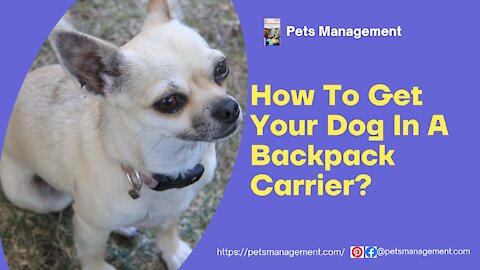 How To Get Your Dog In A Backpack Carrier