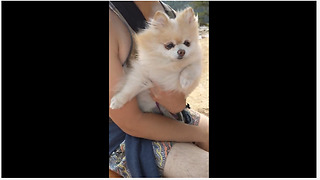 Dog Shows Its Swimming Abilities Out Of Water