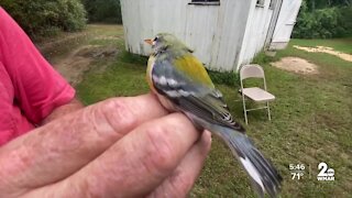 Birds preparing for migration