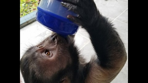 Monkey Drinking Out of a Baby Sippy Cup