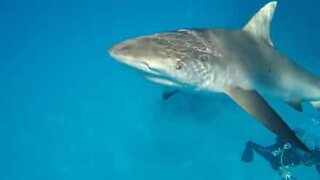 Diver slaps shark!