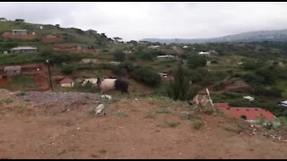 SOUTH AFRICA - KwaZulu-Natal - Pig and dog interaction (Video) (j3V)