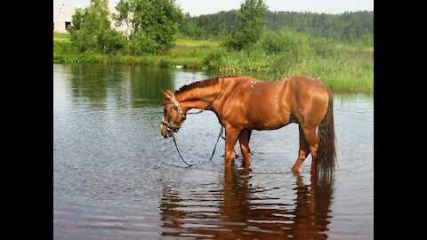 Communication with horses on the river Anapka, Anapa, sea, beach in Anapa