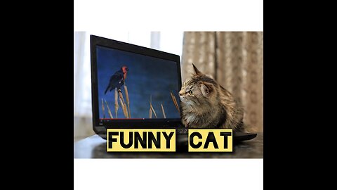 Funny Tiktok Cat 😺 Joy Funny Factory