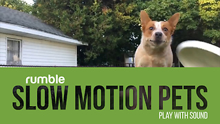 Check out this compilation of pets filmed in epic slow motion!