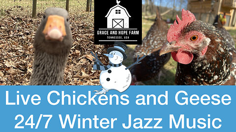 Live Chicken and Geese Cams | 24/7 Streaming Winter Jazz