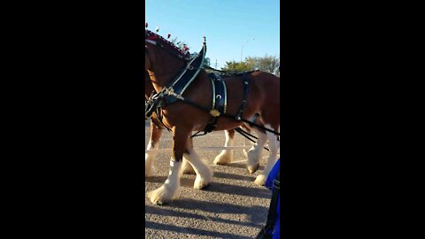 Budwiser Clydesdale horses came to town