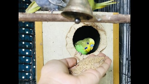 The baby tame budgerigar bird