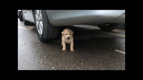 Puppy Rescue | Rescue the puppy abandoned by its owner.