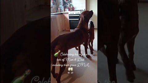 Great Ridgeback Dad Plays with Great Daughter