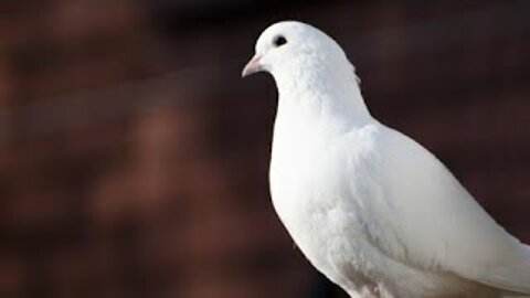 Fancy pigeon collection | indian pigeon | kabootar ki video