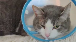 Cat with pet cone can't wash