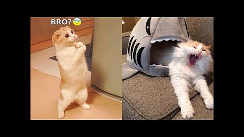 The funyest animals | animals compilation on this year