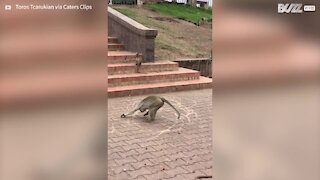 Macaco desenha círculos na Tailândia