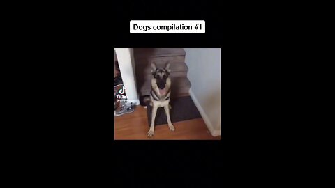 Funny dog clips