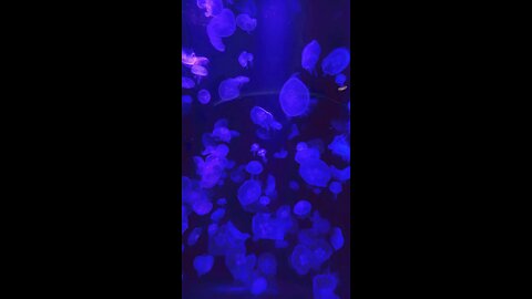 Rainbow Jellyfish 🪼