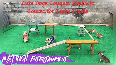 Cute Dogs 🐶 Conquer Obstacle Course for Tasty Treats