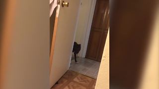 Excited Dog Plays Peek A Boo