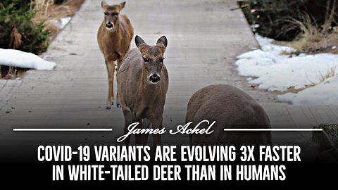 Covid-19 variants are evolving 3x faster in white-tailed deer than in humans 💉🦌