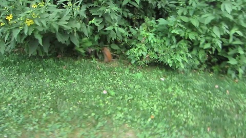 Squirrel fails trying to run away!