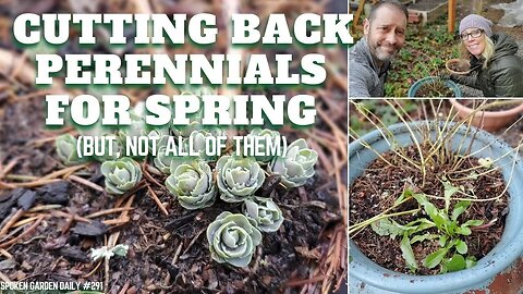 Cutting Back Perennials for Spring - SGD 291 🌼👍