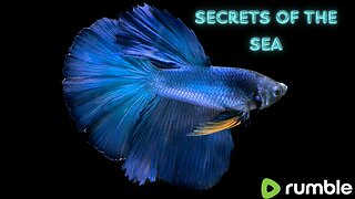 The beauty of Betta fish