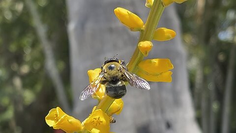 Bumblebee at Florida Botanical Gardens April 17 2024