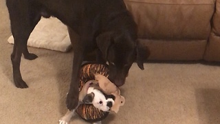Puppy becomes part of dog's play toy