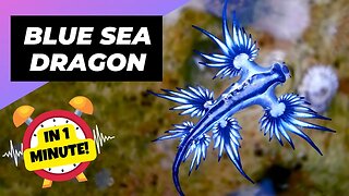 Blue Sea Dragon - In 1 Minute! 🌊 One Of The Most Beautiful Sea Creatures | Glaucus Atlanticus