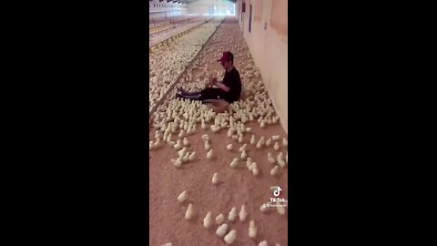 Thousands of baby chickens flock to their caretaker